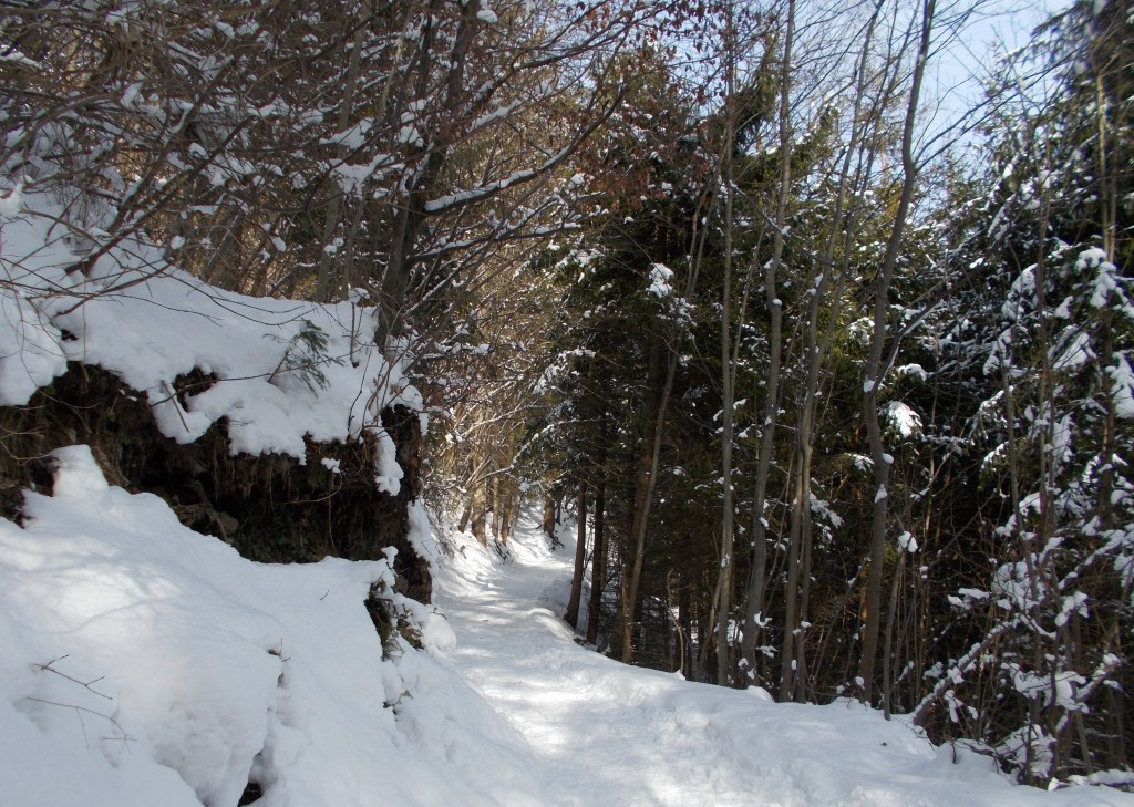 Durch den Winterwald zur Innsbrucker Hungerburg.