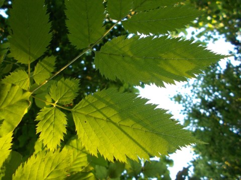 johannesberg, traunkirchen