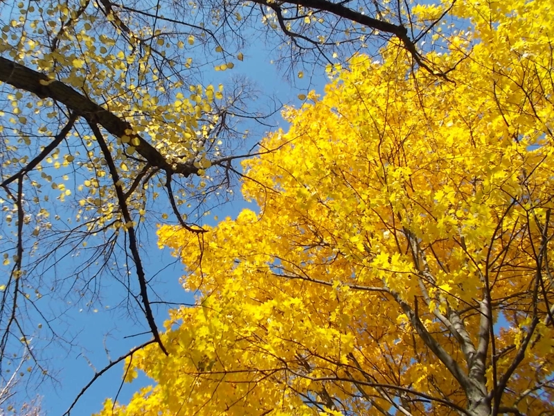 ginko_wien