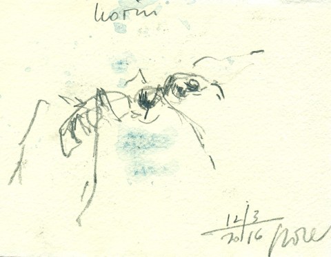 web_ant_portrait