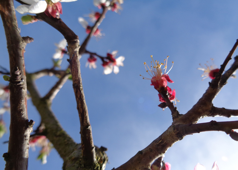 eferding_14042018_3