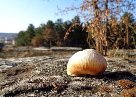 Jüdischer Friedhof, zerborsten.